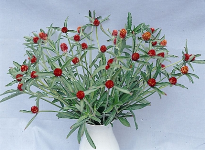 Picture of Gomphrena - Strawberry Fields